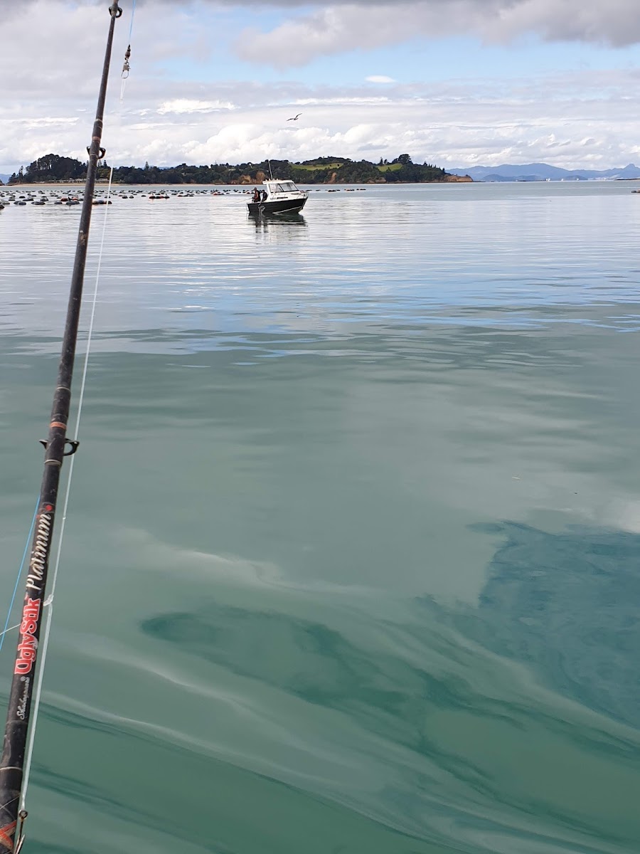 Waiheke Mussel Farm Photo 3
