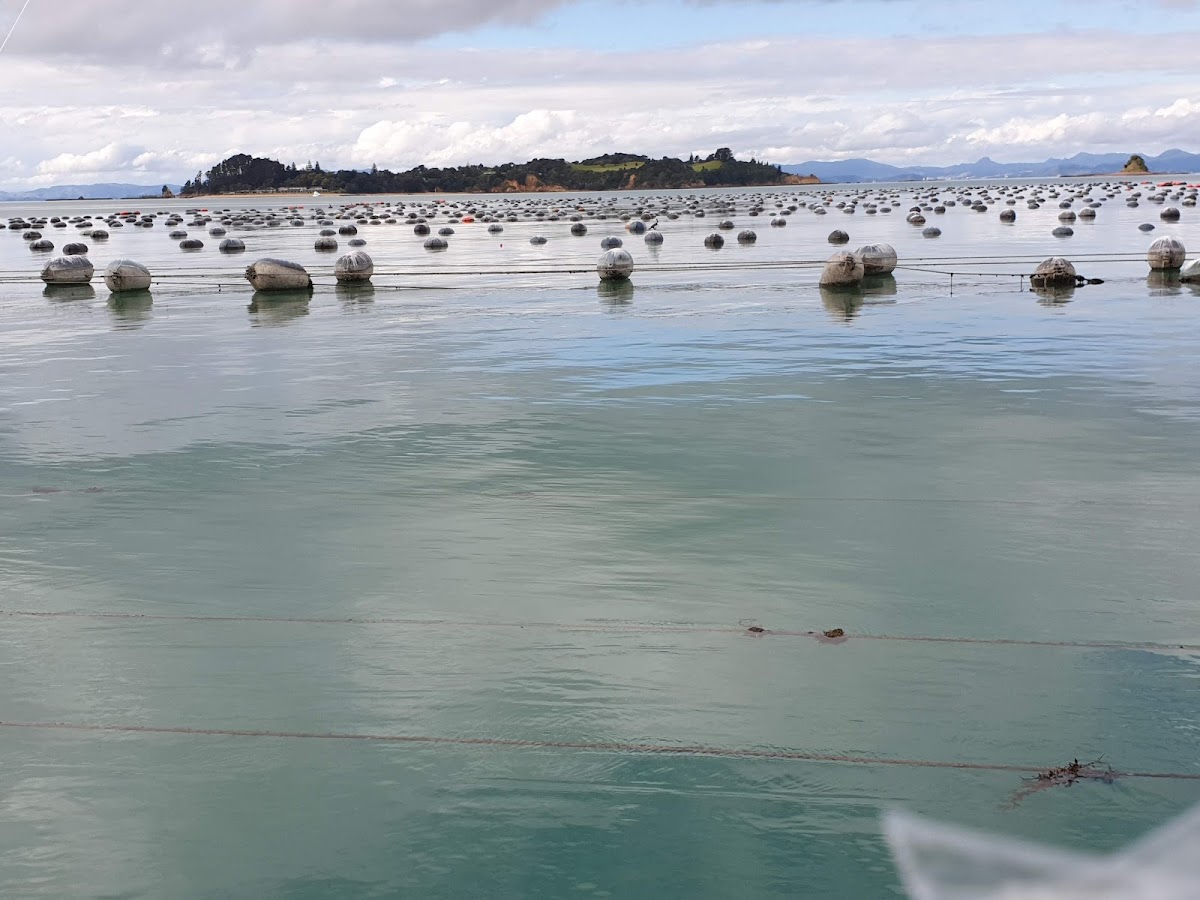 Waiheke Mussel Farm Photo 6