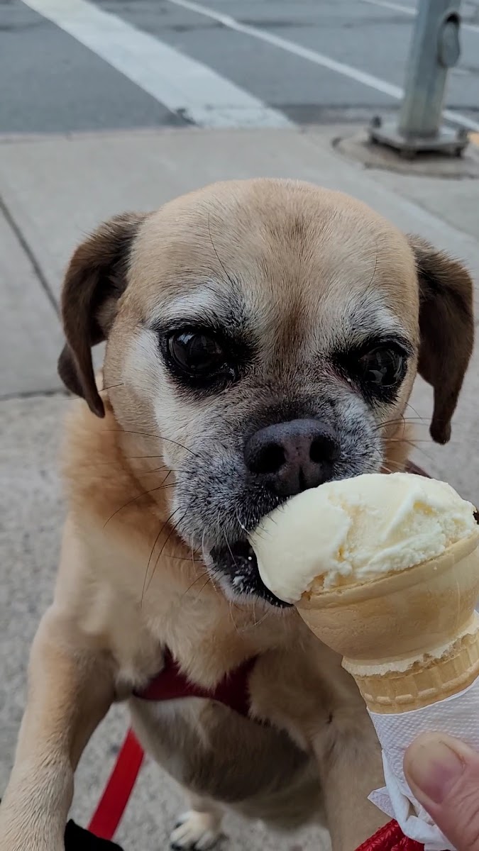 Cool Moose Ice Cream Photo 2