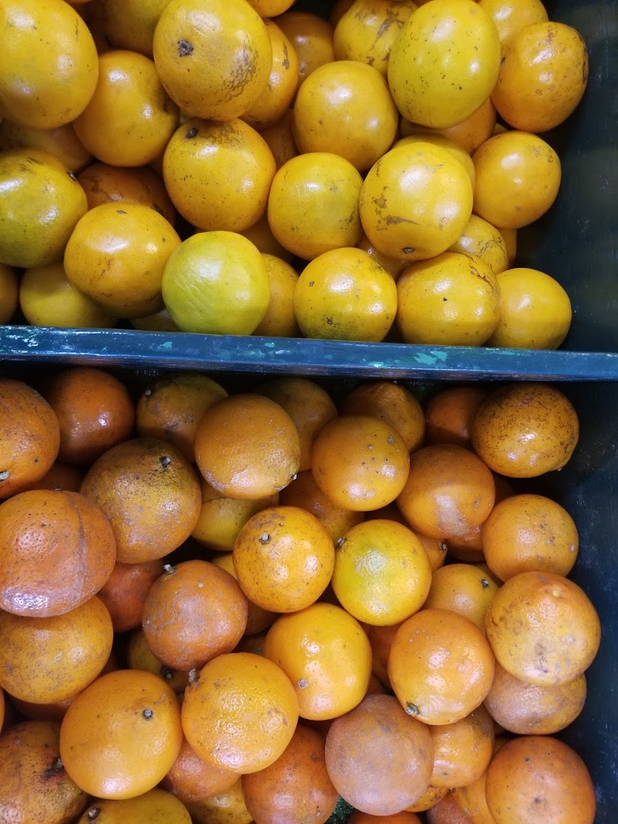 Citrus Place Photo 9