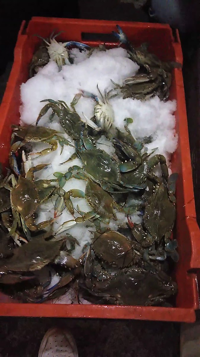 Mariscos El Rey Cocina Y Pescadería Photo 2