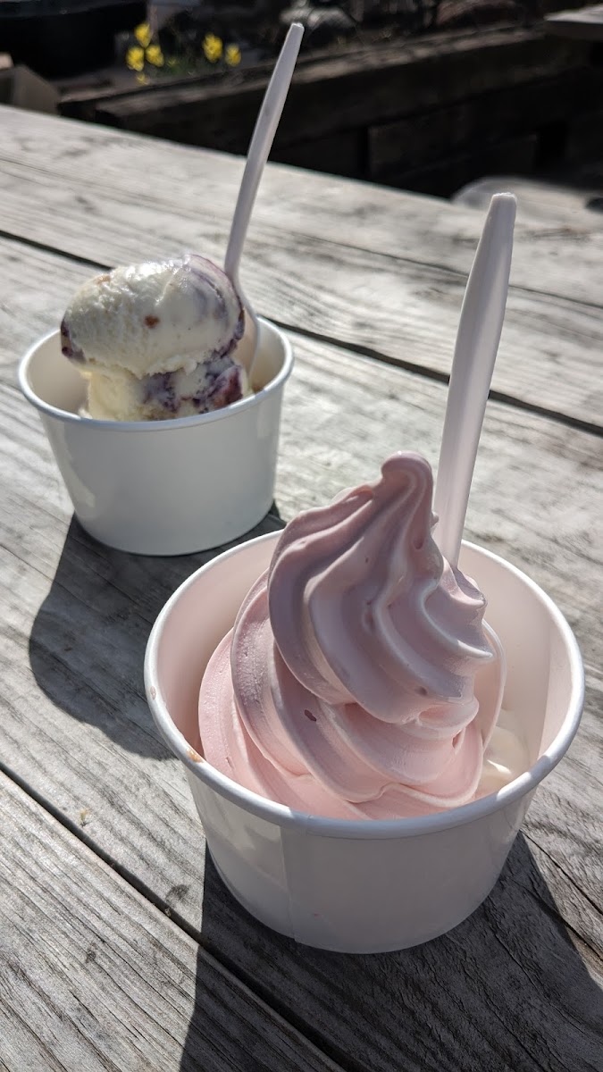 Toad's Too Ice Cream Oasis Photo 9