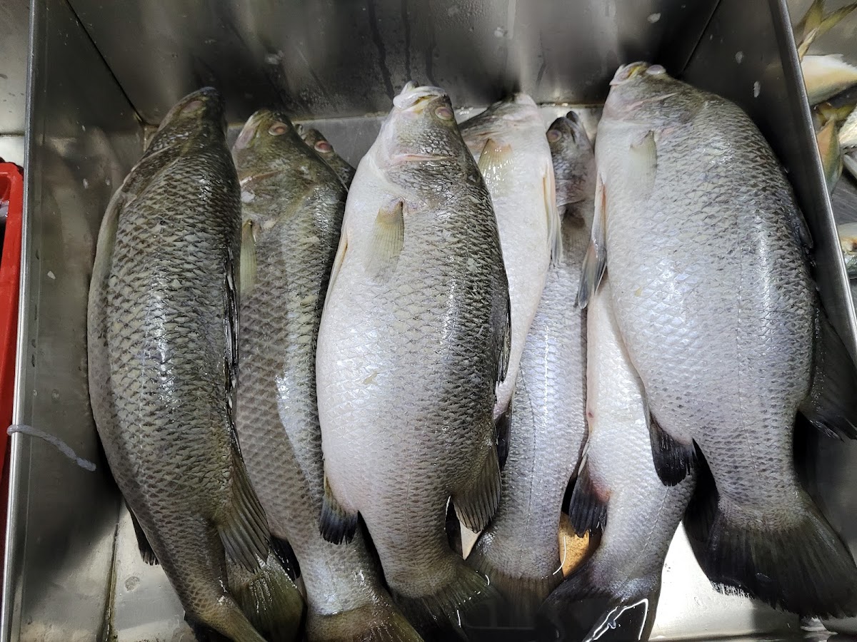 Medan Ikan Bakar Hilir Perak Photo 10