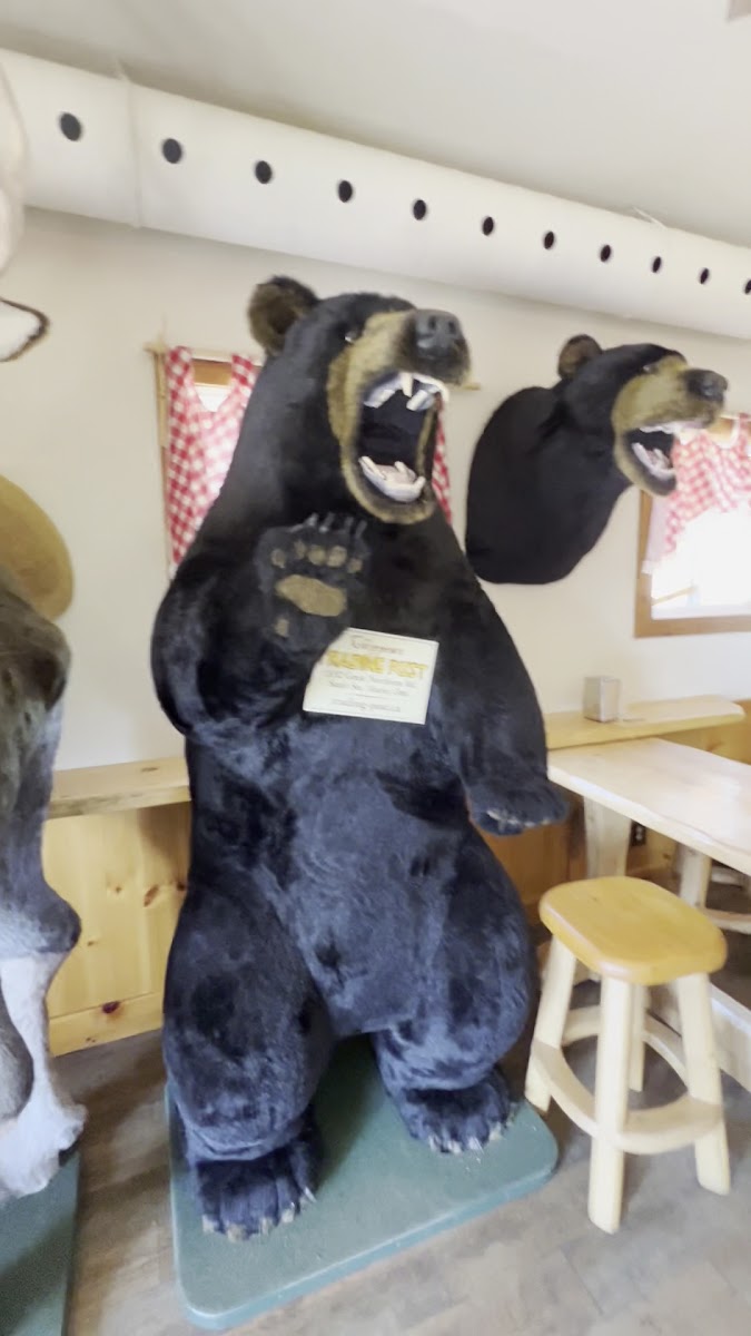 Big Moose Ice Cream Parlour Photo 2