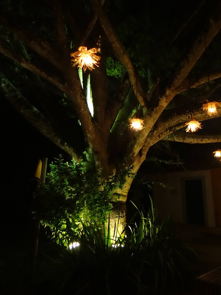 Divino's Photo 4
