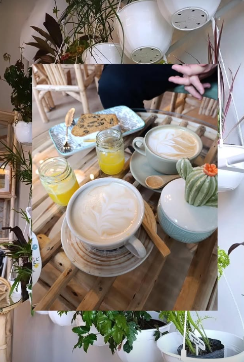 AROMO - plantas & café Photo 8