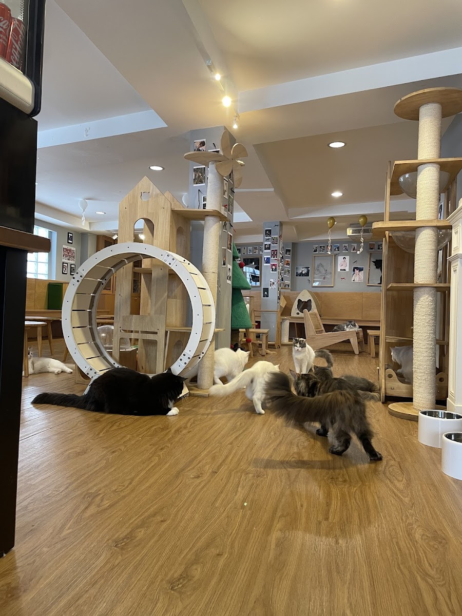 CATNIP HOUSE Photo 4