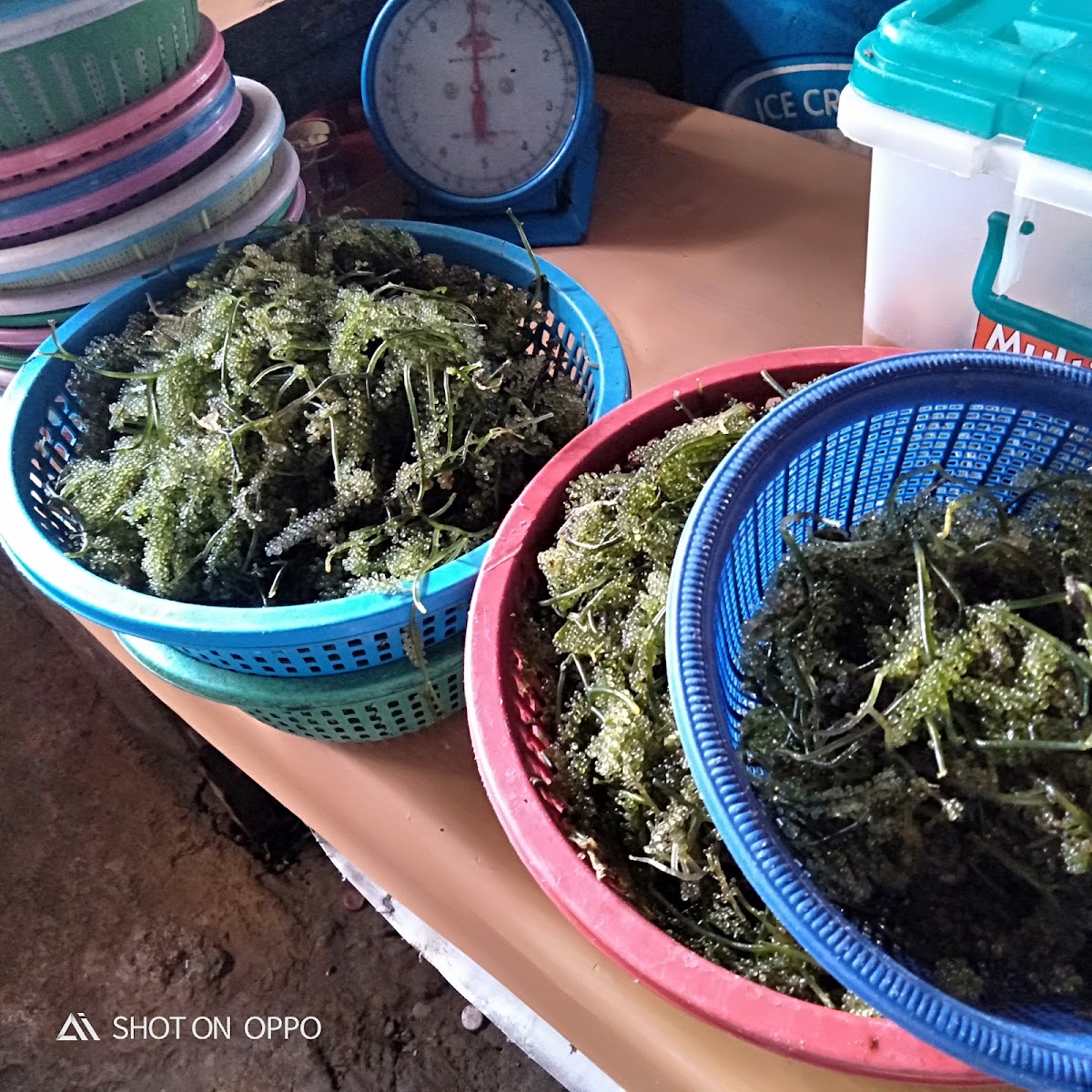 Co Jordan Talaba Farm and Fishing Photo 5