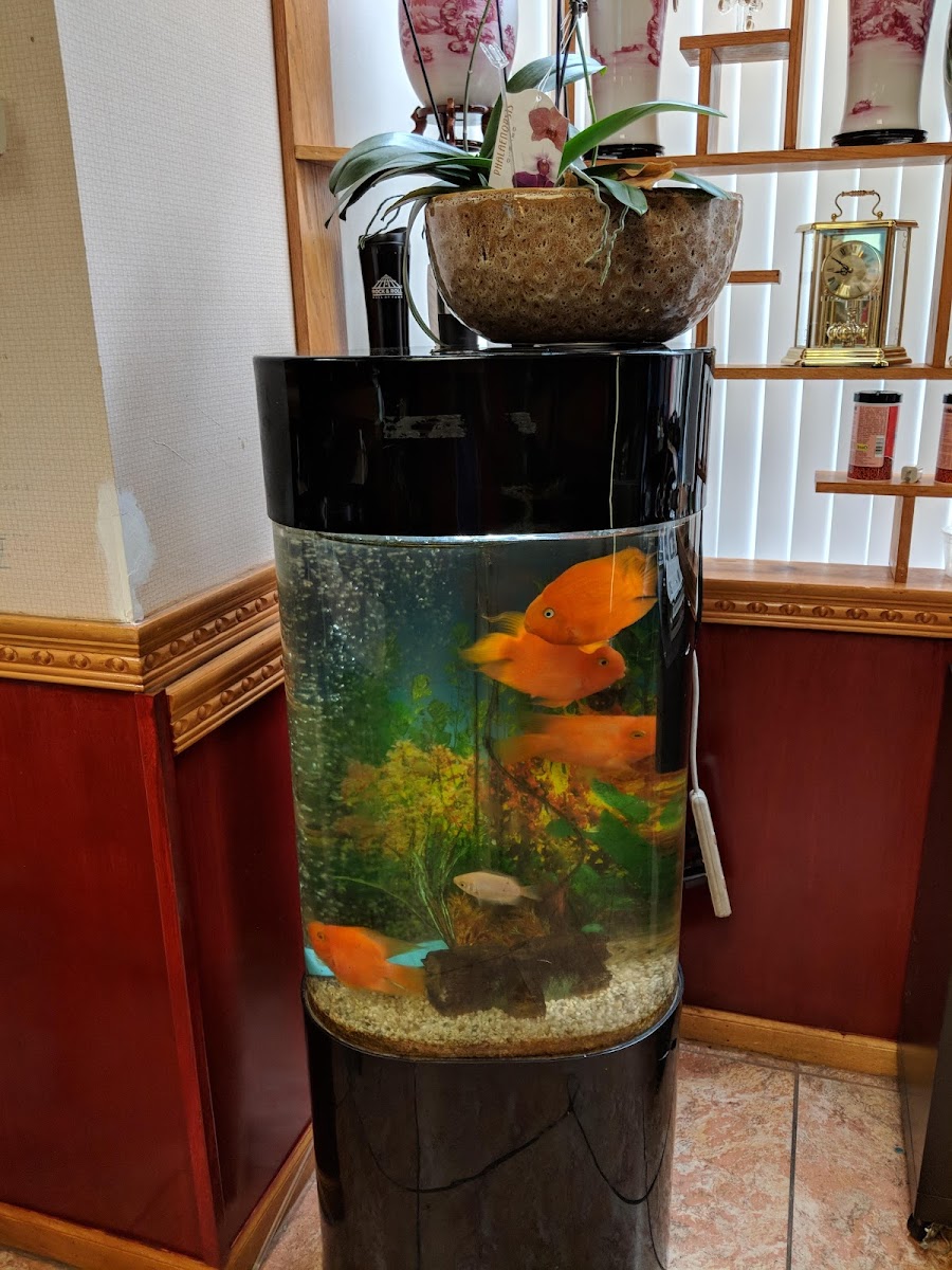 Grand Buffet Photo 10