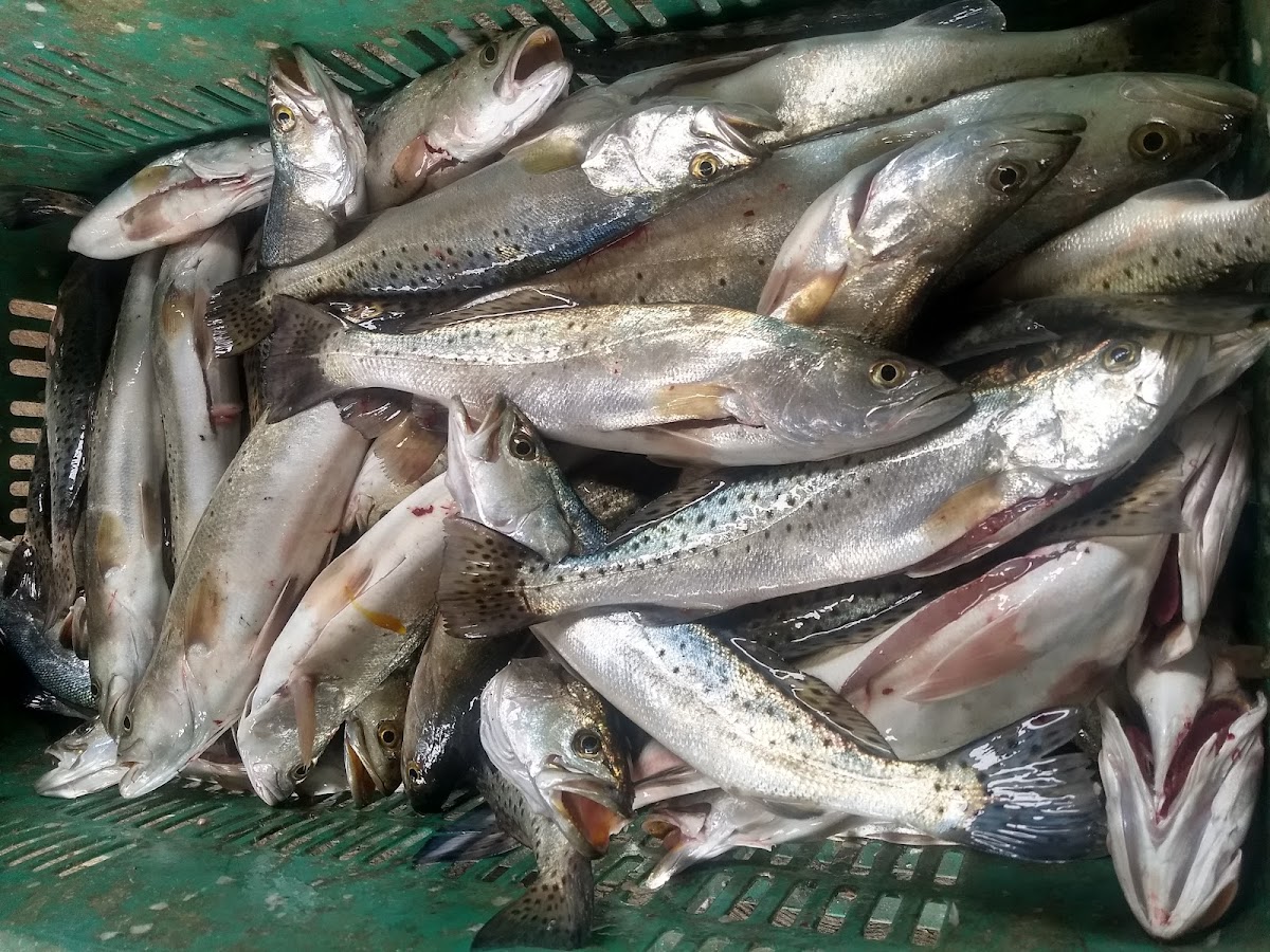 El Chupes Pescados y Mariscos Photo 7