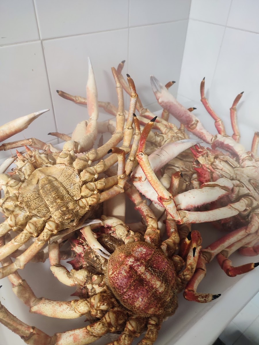 El Faro de Oviñana Cetárea de Mariscos Photo 9