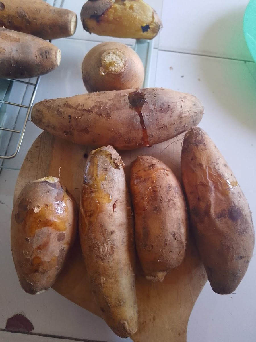 Ubi Cilembu Ceu Nunu Korpri Photo 4