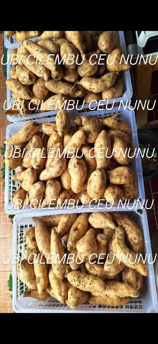 Ubi Cilembu Ceu Nunu Korpri Photo 5